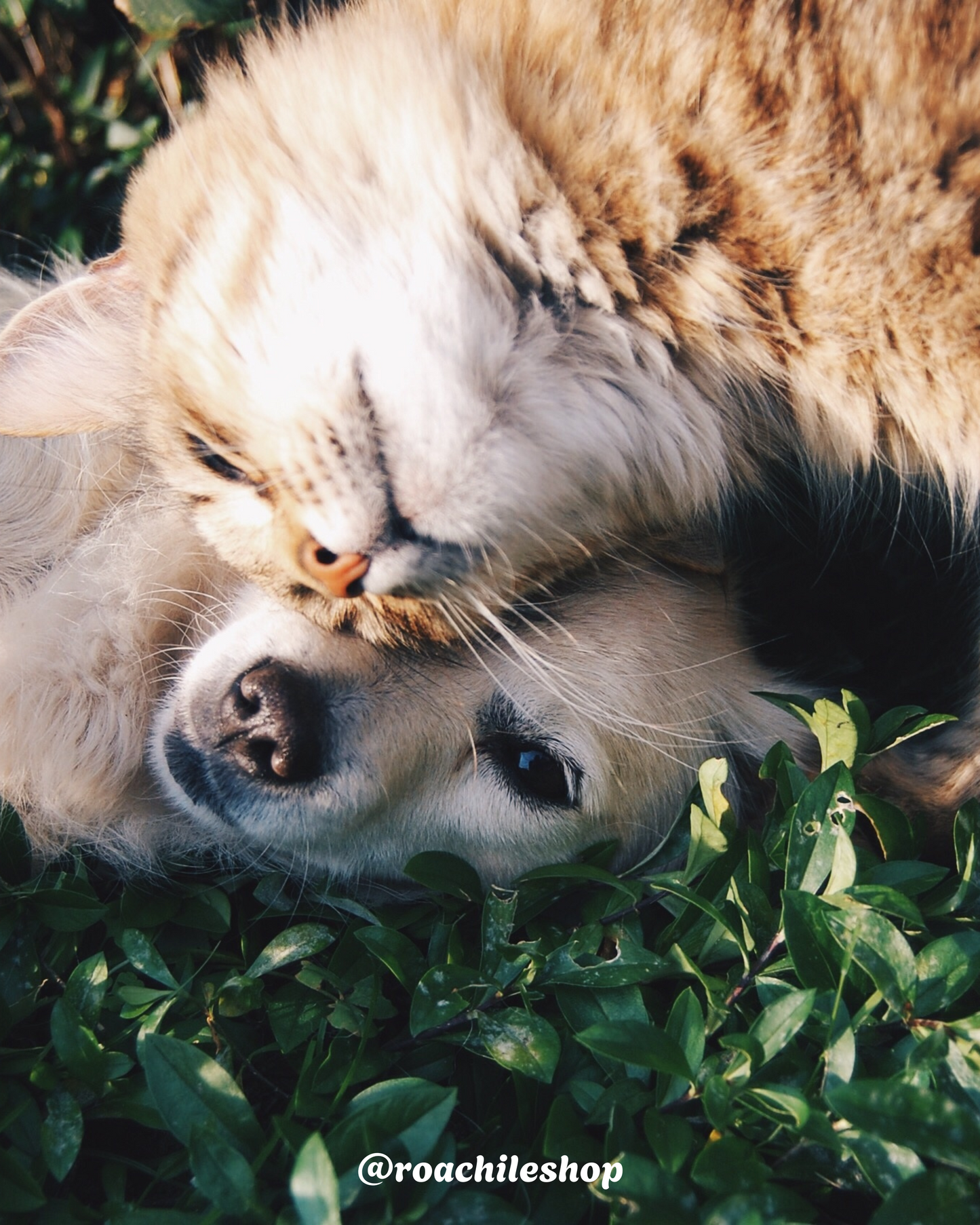 FreshPet™ Spray Bucal Para Perros y Gatos